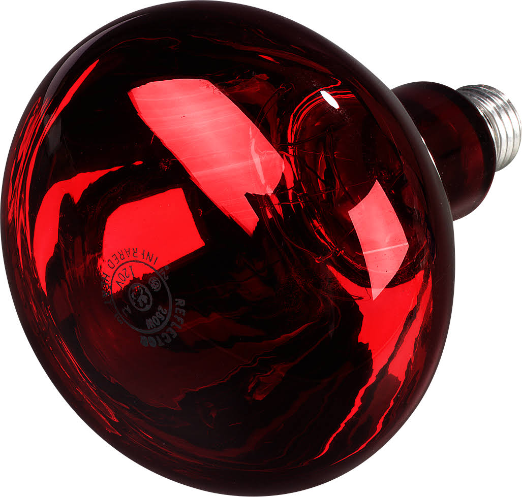 250 Watt Red Heat Lamp Bulb L90565