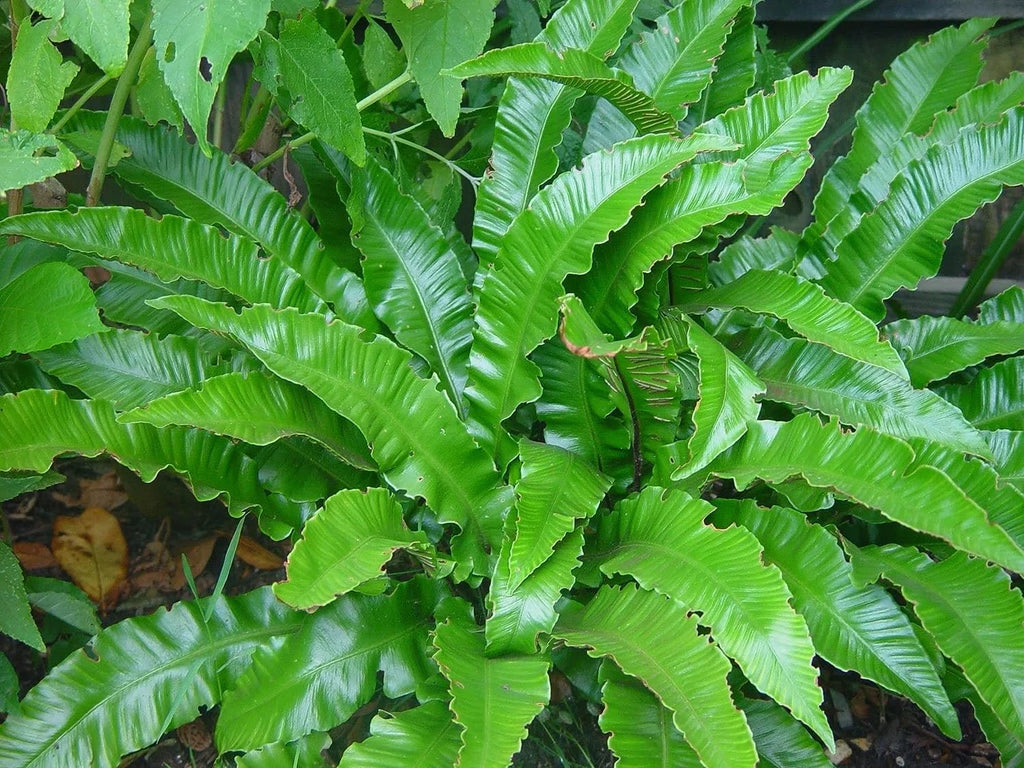 10 Live Plants in 2 Inch Pots Asplenium Phyllitis Scolopendrium Ferns C18950