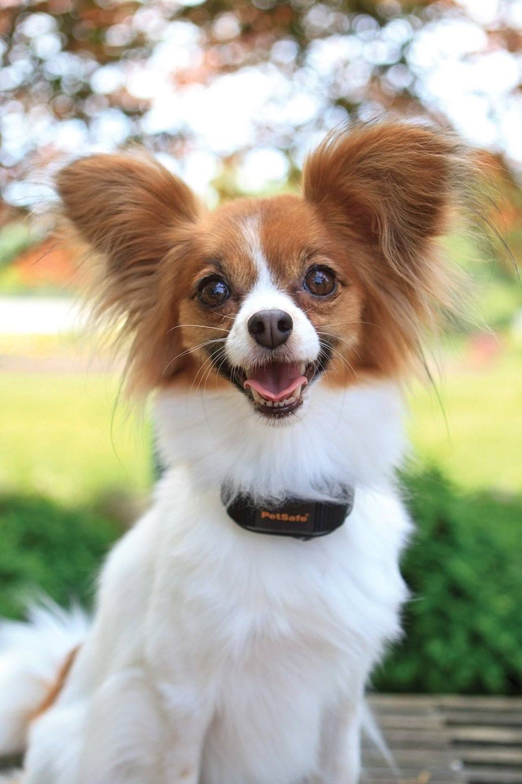 Vibration Bark Control Collar Z611