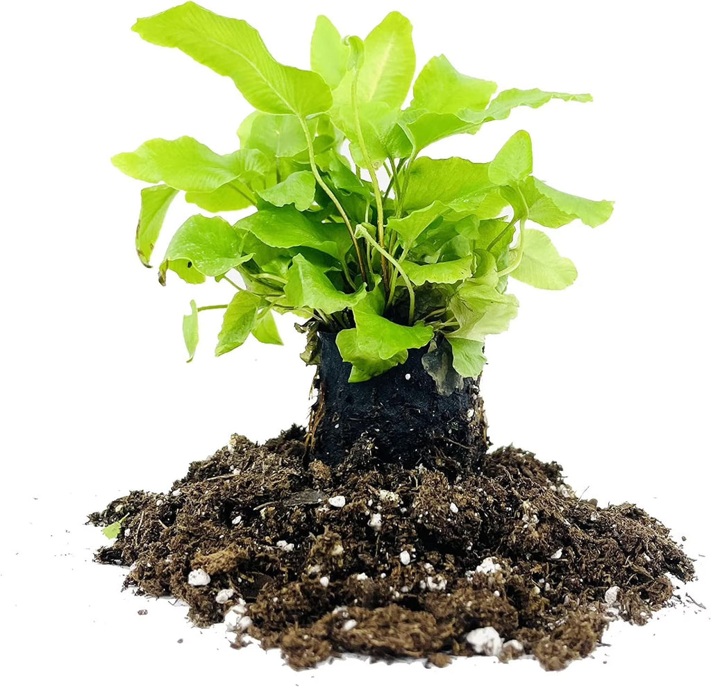 10 Live Plants in 2 Inch Pots Asplenium Phyllitis Scolopendrium Ferns C18950