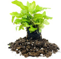 10 Live Plants in 2 Inch Pots Asplenium Phyllitis Scolopendrium Ferns C18950