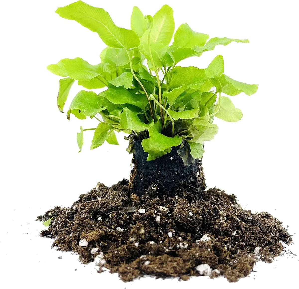 10 Live Plants in 2 Inch Pots Asplenium Phyllitis Scolopendrium Ferns C18950