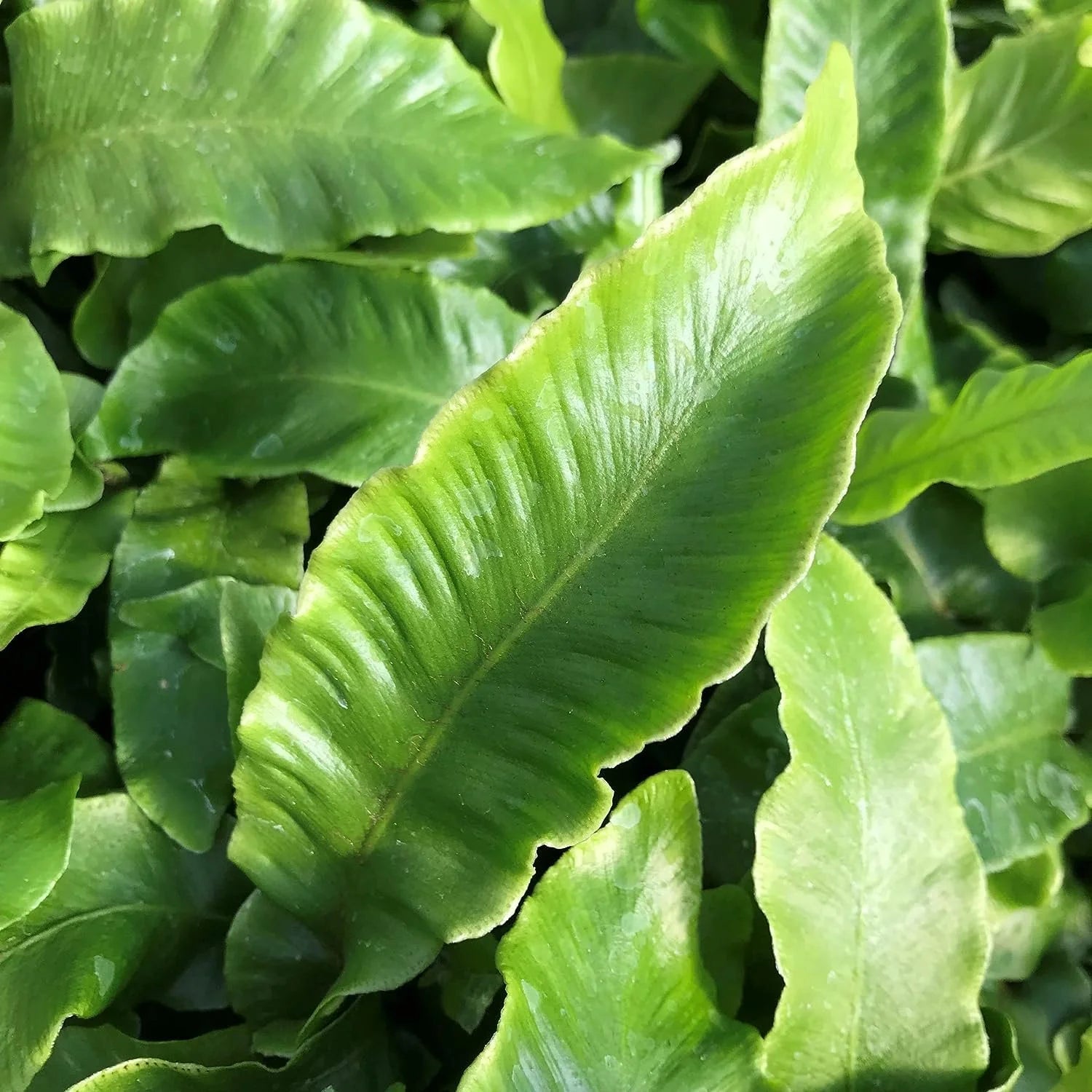 10 Live Plants in 2 Inch Pots Asplenium Phyllitis Scolopendrium Ferns C18950