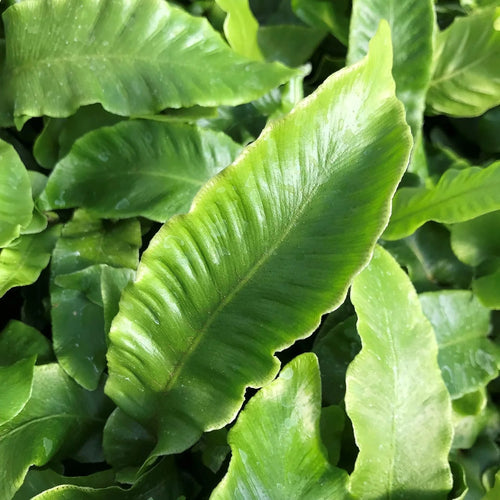 10 Live Plants in 2 Inch Pots Asplenium Phyllitis Scolopendrium Ferns C18950