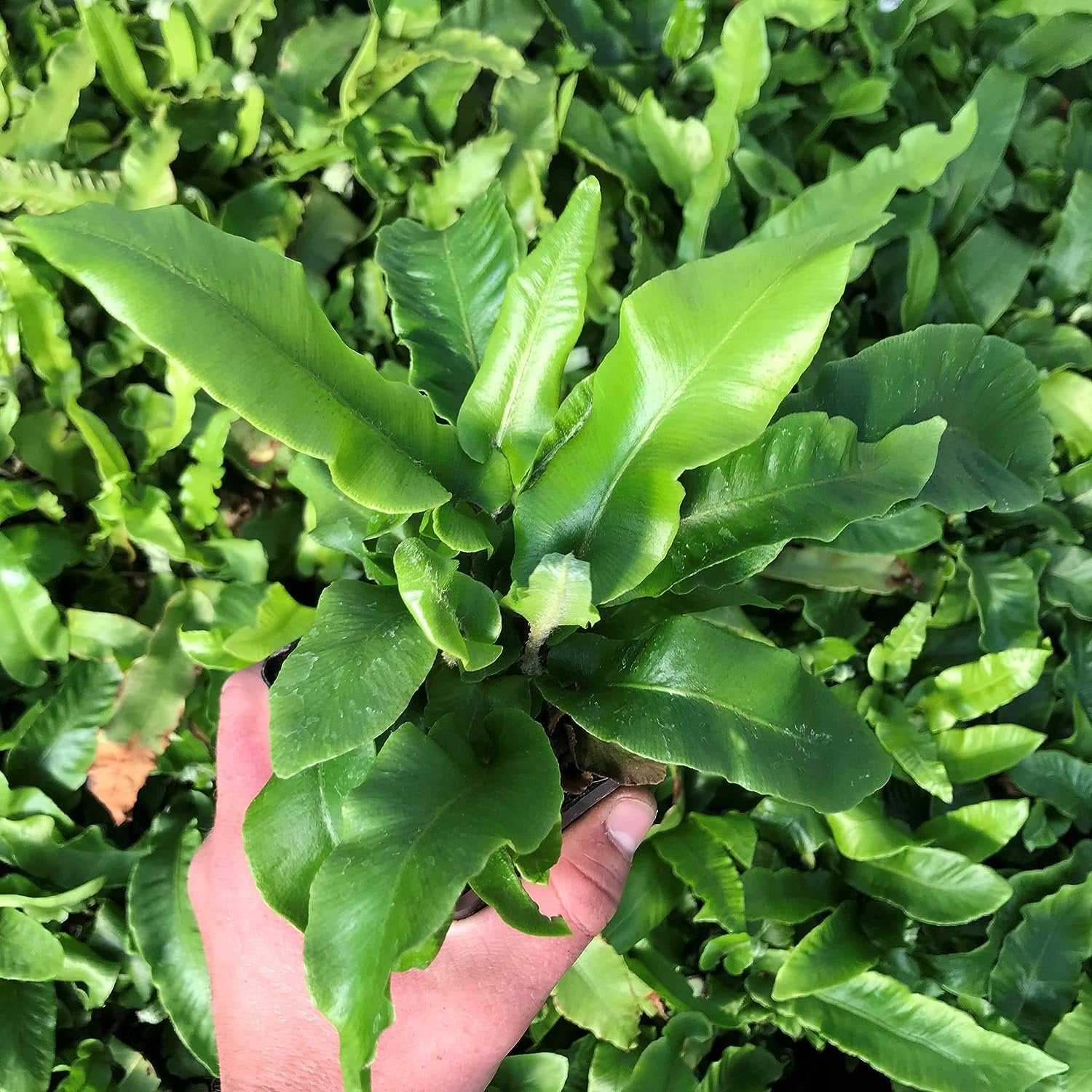 10 Live Plants in 2 Inch Pots Asplenium Phyllitis Scolopendrium Ferns C18950