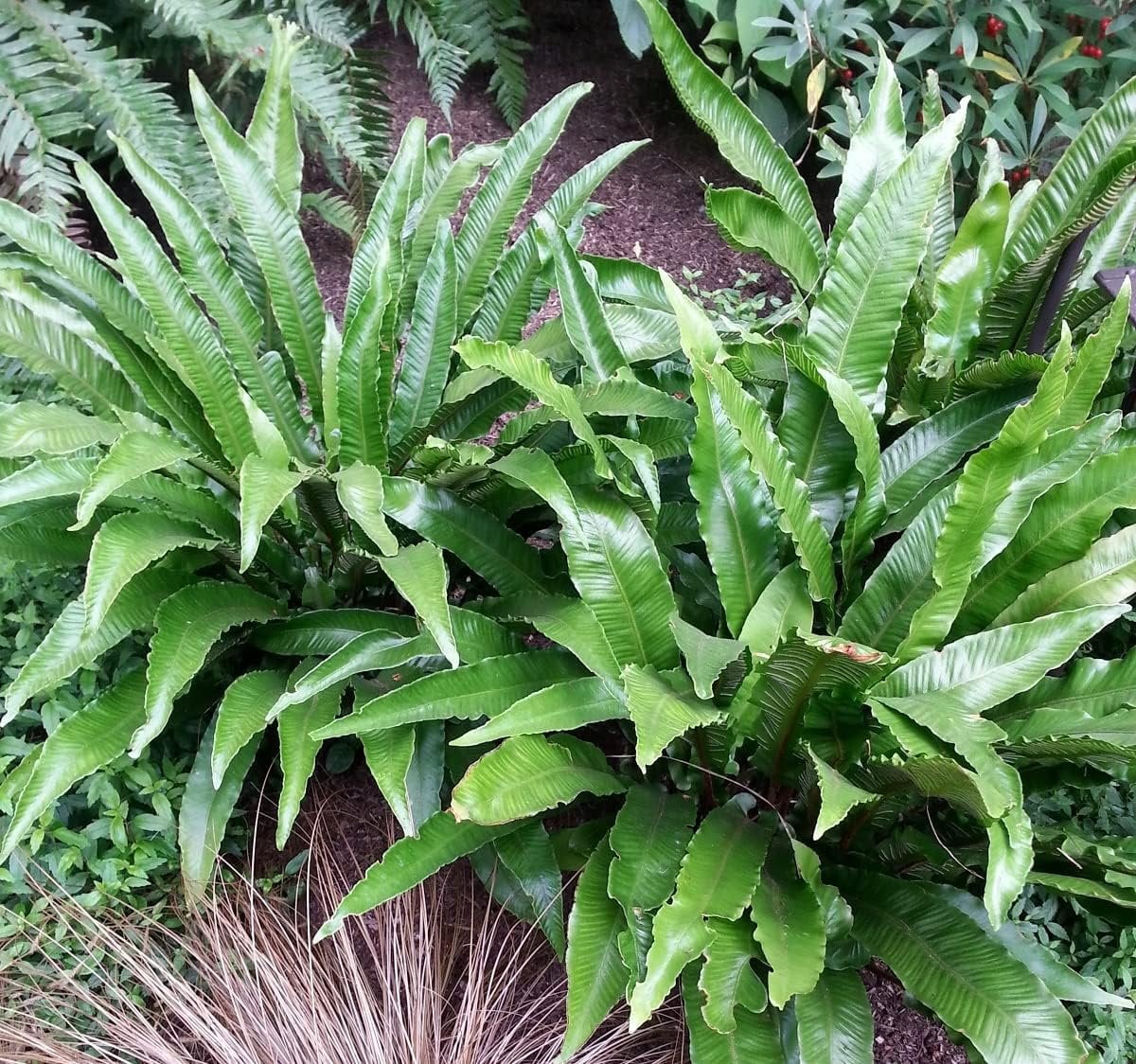 10 Live Plants in 2 Inch Pots Asplenium Phyllitis Scolopendrium Ferns C18950